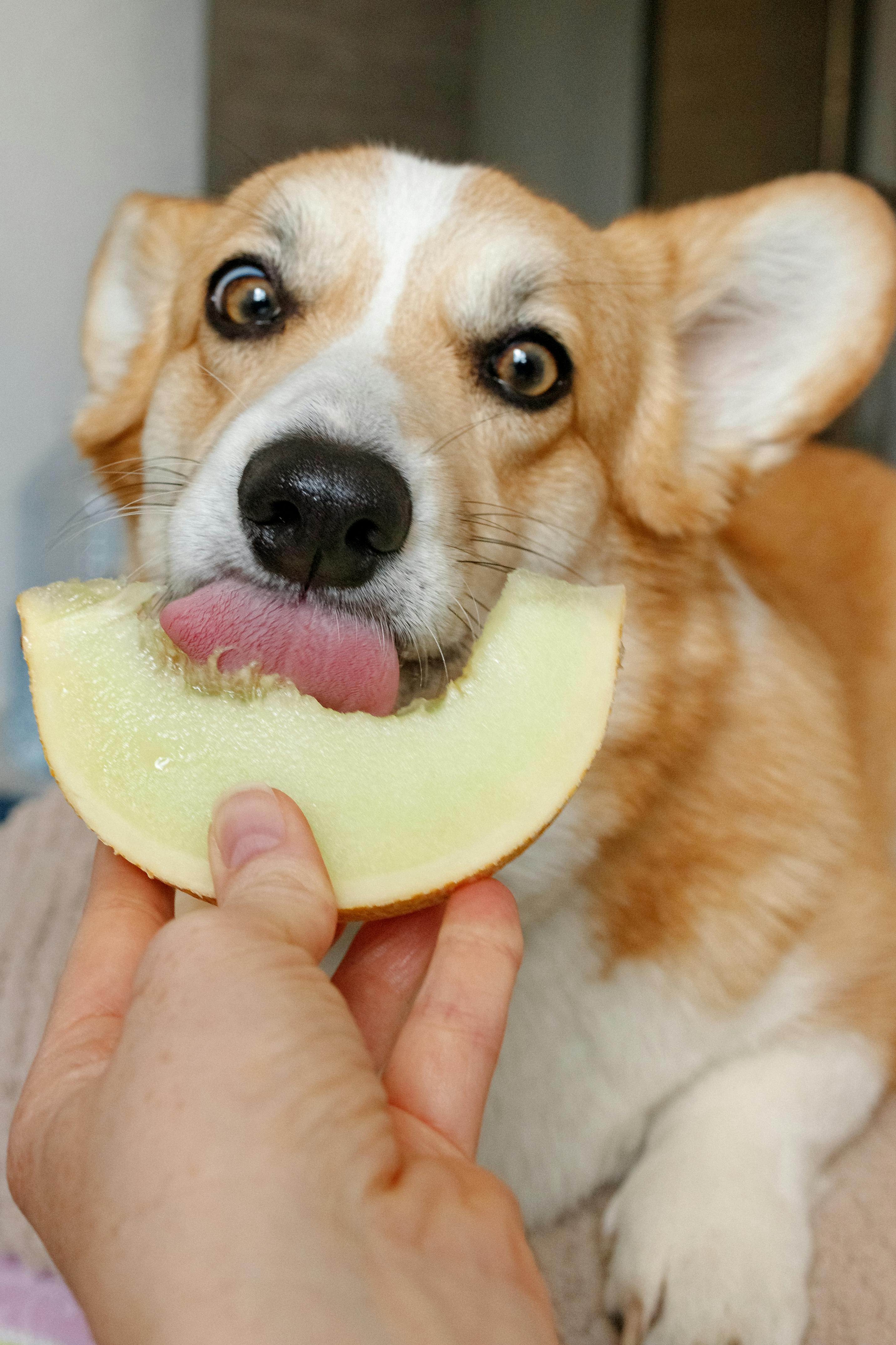 Top 5 Practical Solutions for Hill Science Diet Cat Food in 2025