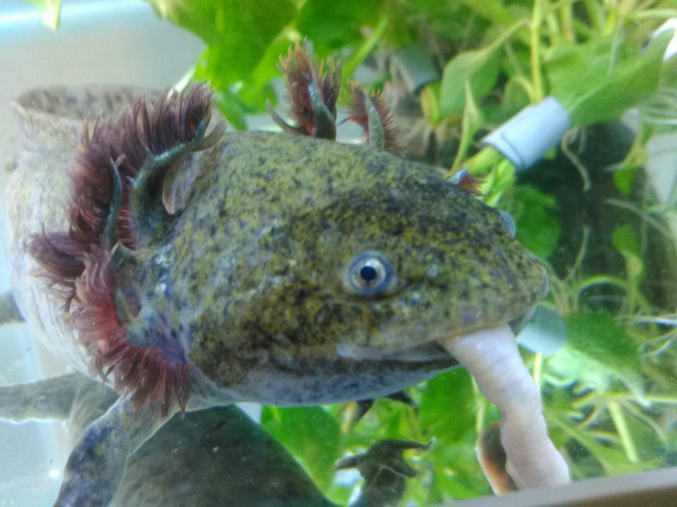 Best 7 Axolotl Diet Options for Healthy Growth in 2025