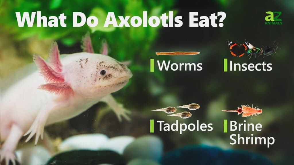 Understanding Axolotl Diet