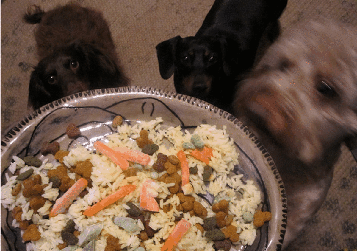 Effective Ways to Improve Your Dog’s Health with a Bland Diet in 2025