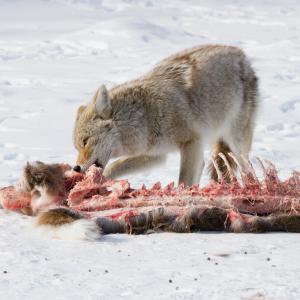 Effective Ways to Improve Your Knowledge About Coyote Diet in 2025