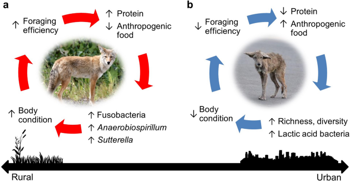 Coyote Diet