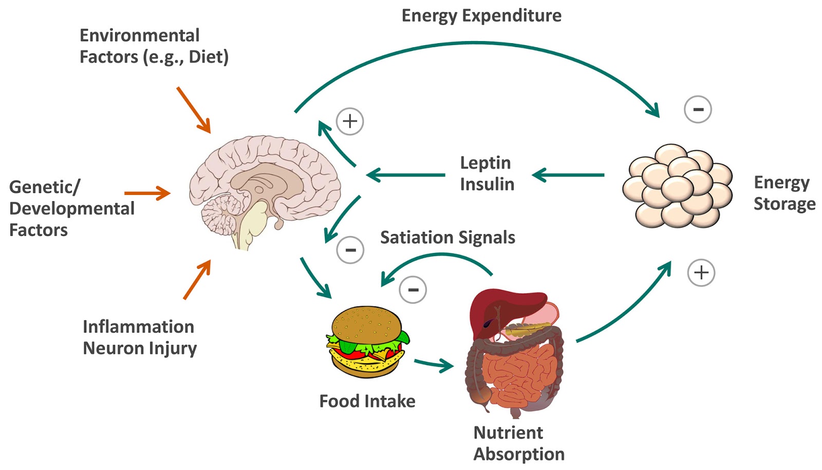 Top 5 Effective Methods for Implementing the CICO Diet in 2025