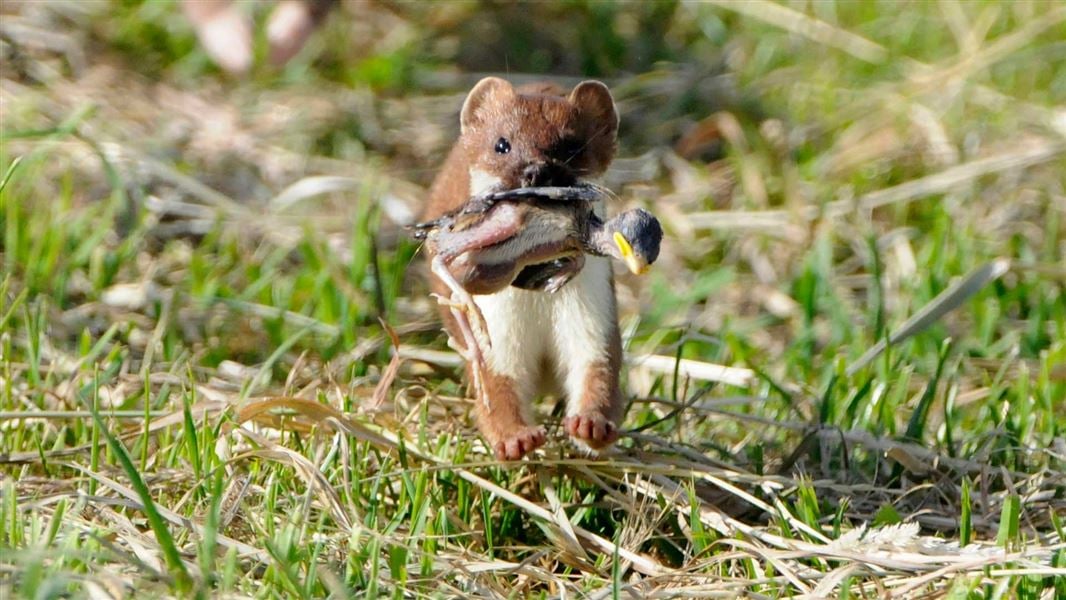 Effective Ways to Optimize Your Stoat Diet for Improved Health in 2025