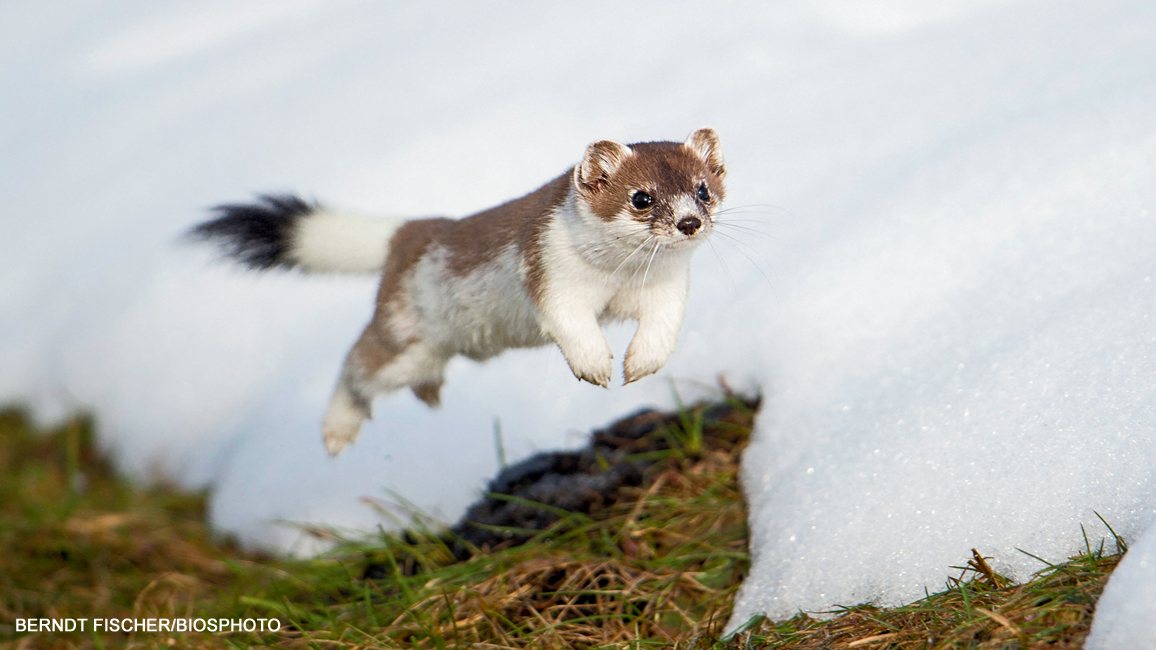 Stoat Food Habits