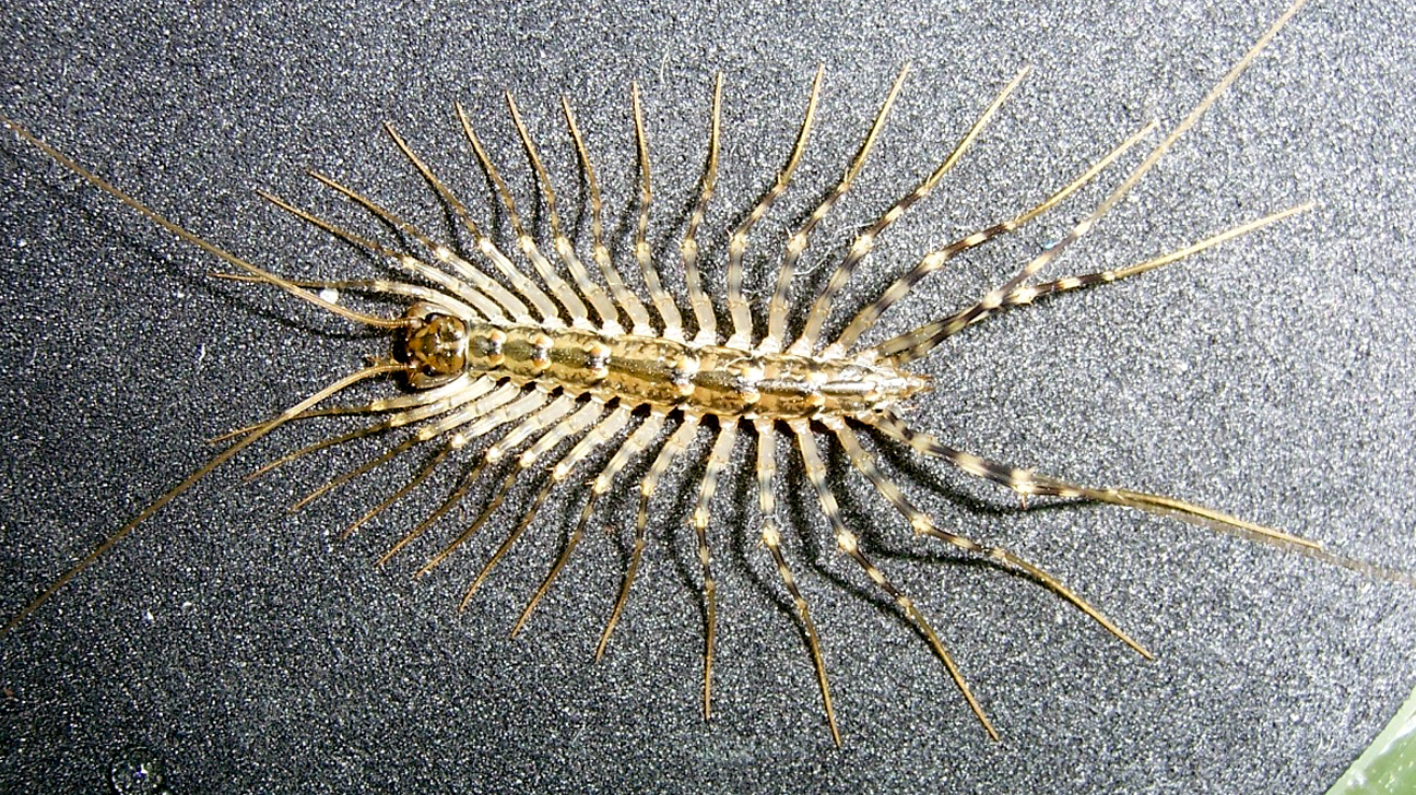 Smart Ways to Optimize Your House Centipede Diet for A Healthier Habitat in 2025