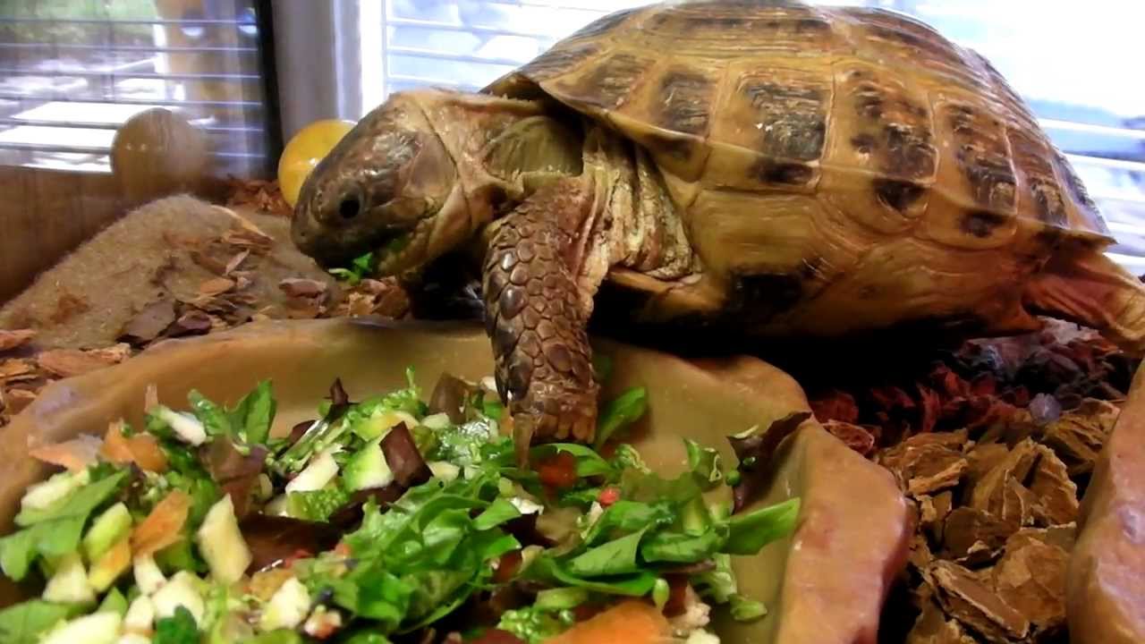 Effective Ways to Improve Your Russian Tortoise Diet in 2025: Discover Optimal Foods for Health