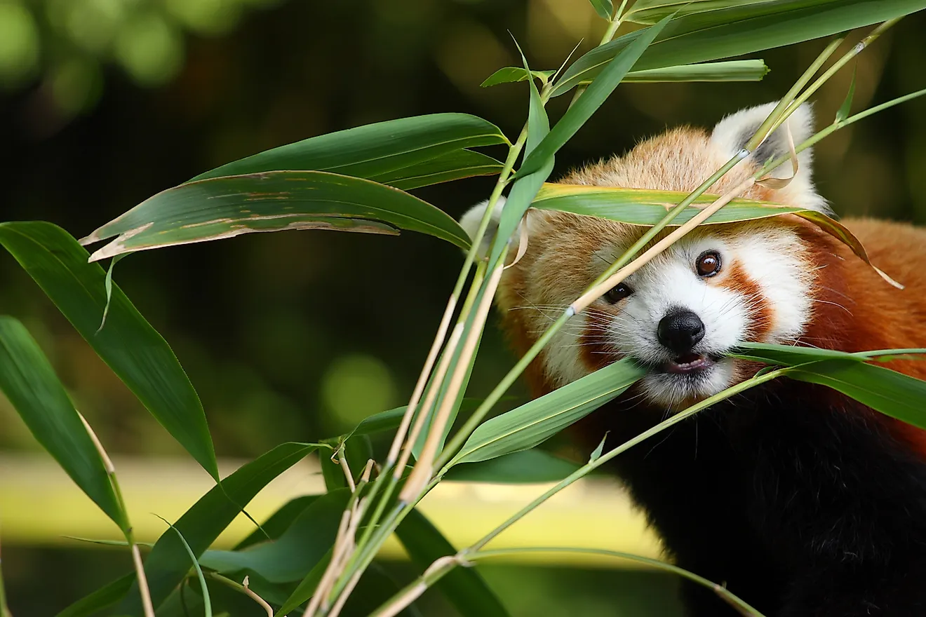 Effective Ways to Optimize Your Red Panda Diet for Better Health in 2025