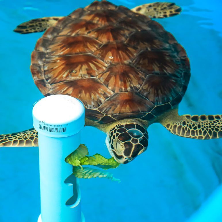 Effective Ways to Optimize Your Sea Turtle Diet in 2025: Discover Essentials for Their Health