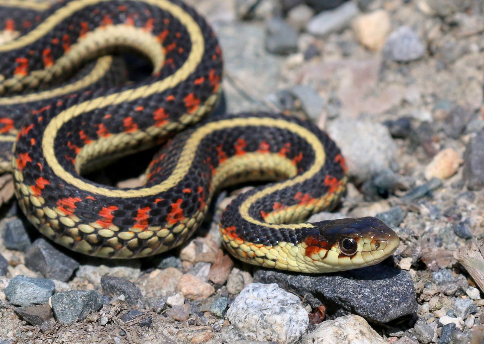 Effective Ways to Optimize Garter Snake Diet for 2025: Ensure Healthy Growth and Vitality