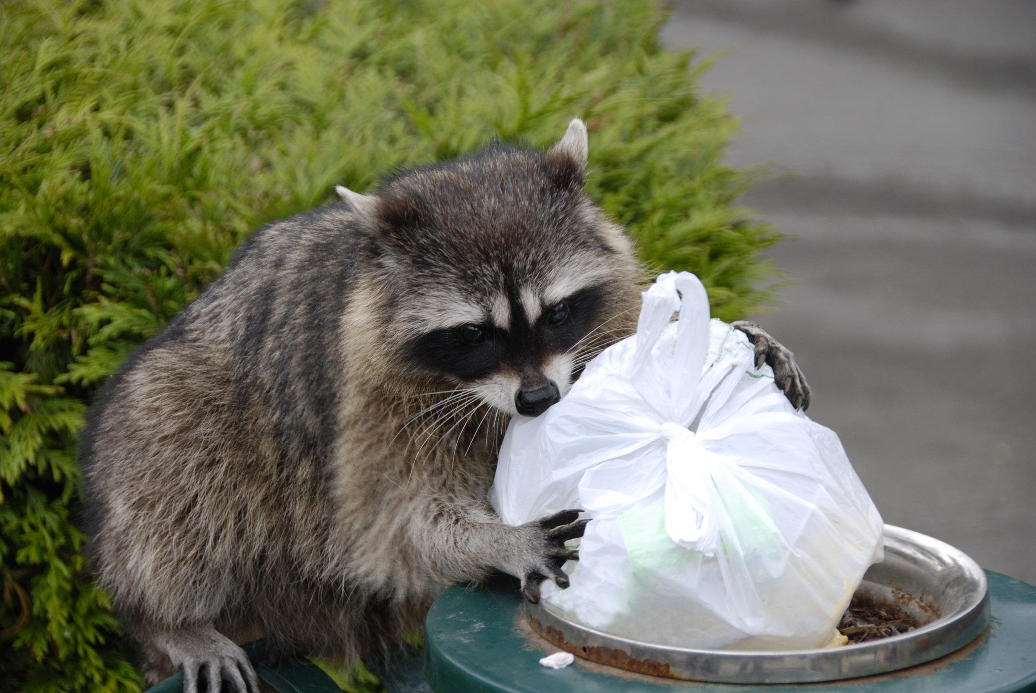 Effective Ways to Optimize Raccoon Diet for Improved Health in 2025