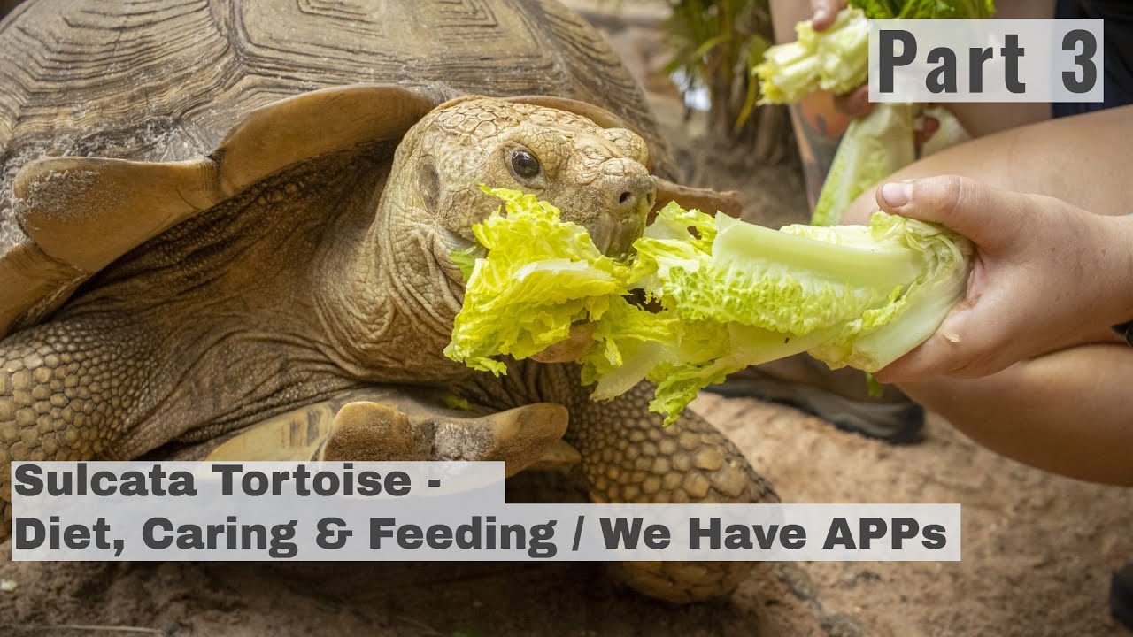 Essential Guide to Sulcata Tortoise Diet: Learn How to Improve Nutrition in 2025