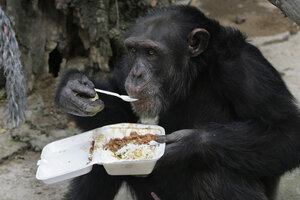 Smart Ways to Improve Chimpanzee Diet for Healthier Habits in 2025