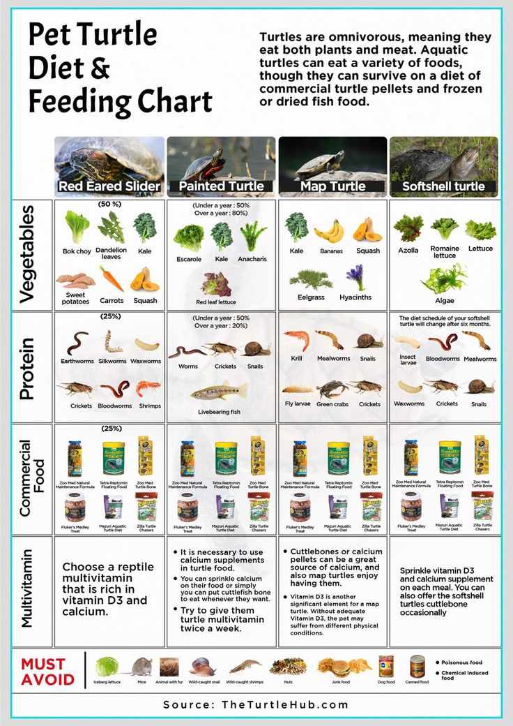 Comprehensive Guide to Red Eared Slider Diet: 2025 Tips for Optimal Health