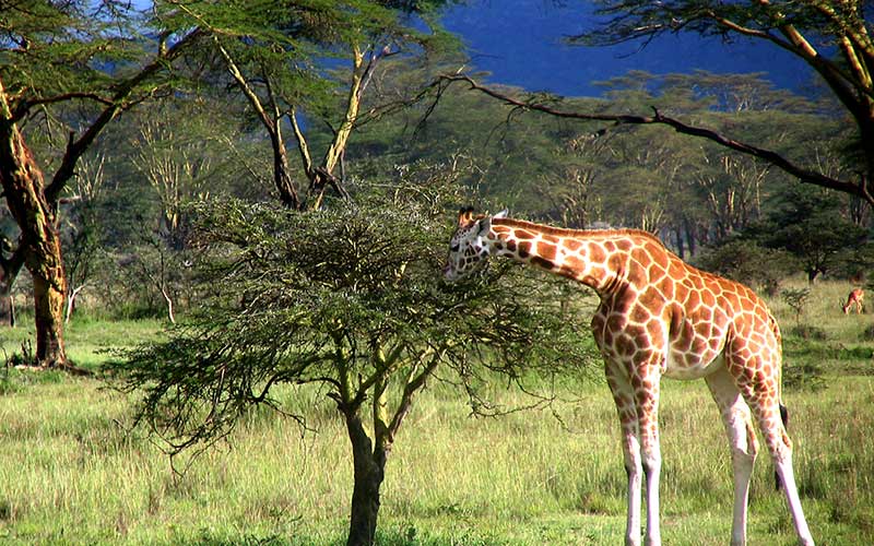 Effective Ways to Enhance Your Giraffe Diet in 2025: Explore Proven Techniques!