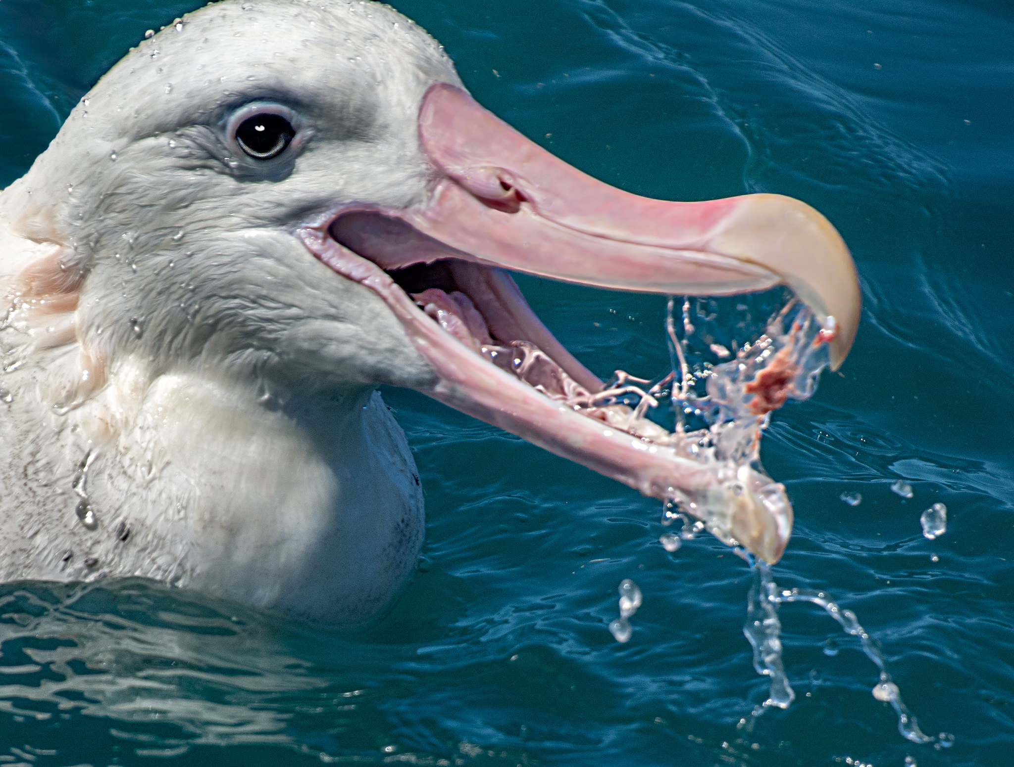 Best 7 Albatross Diet Habits to Improve Your Understanding in 2025