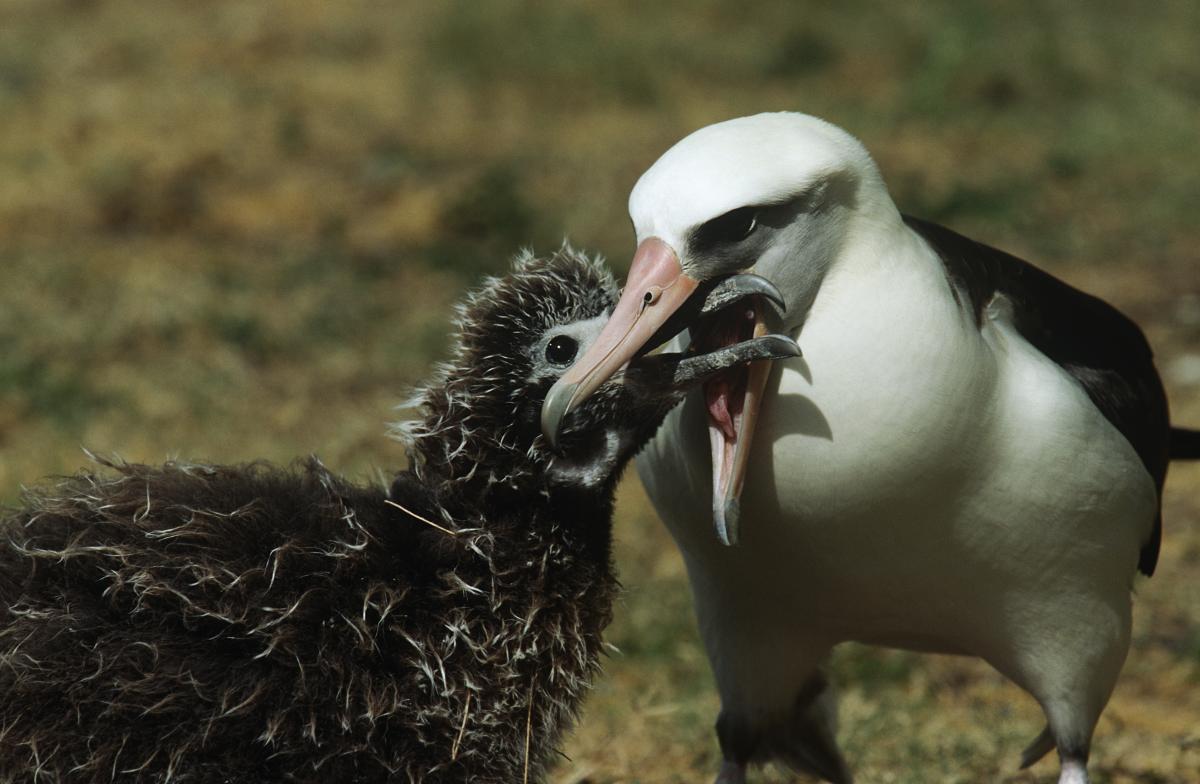 Albatross Diet Image 1