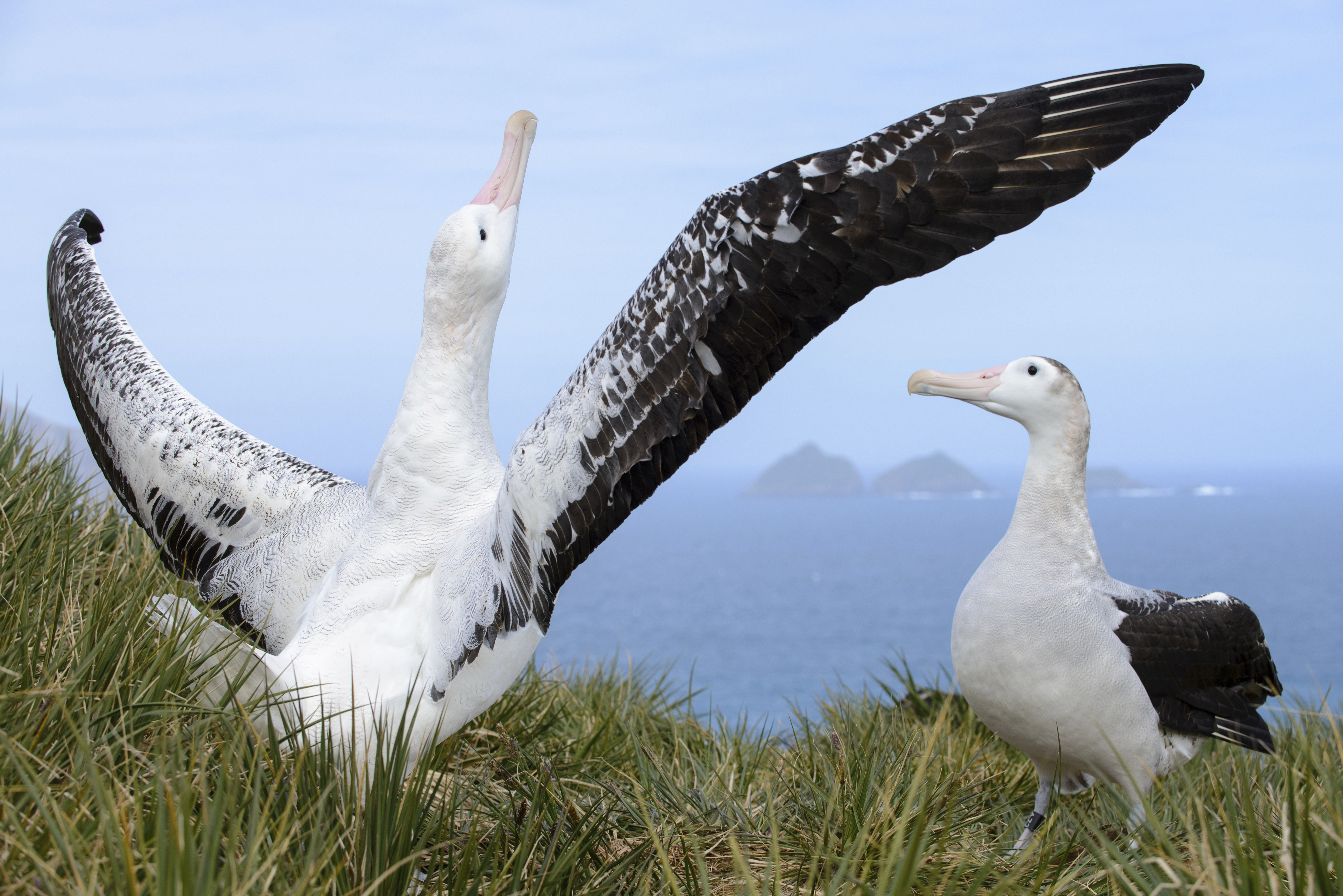 Albatross Diet Image 2