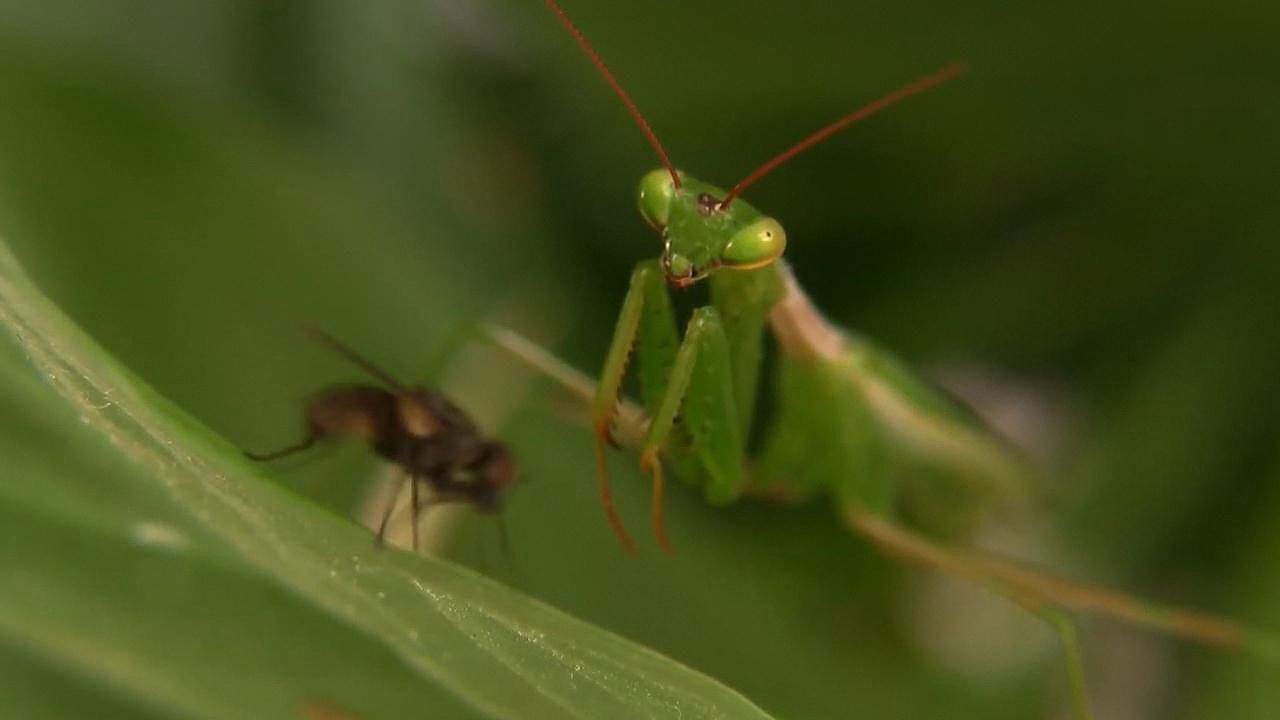 Praying Mantis Feeding