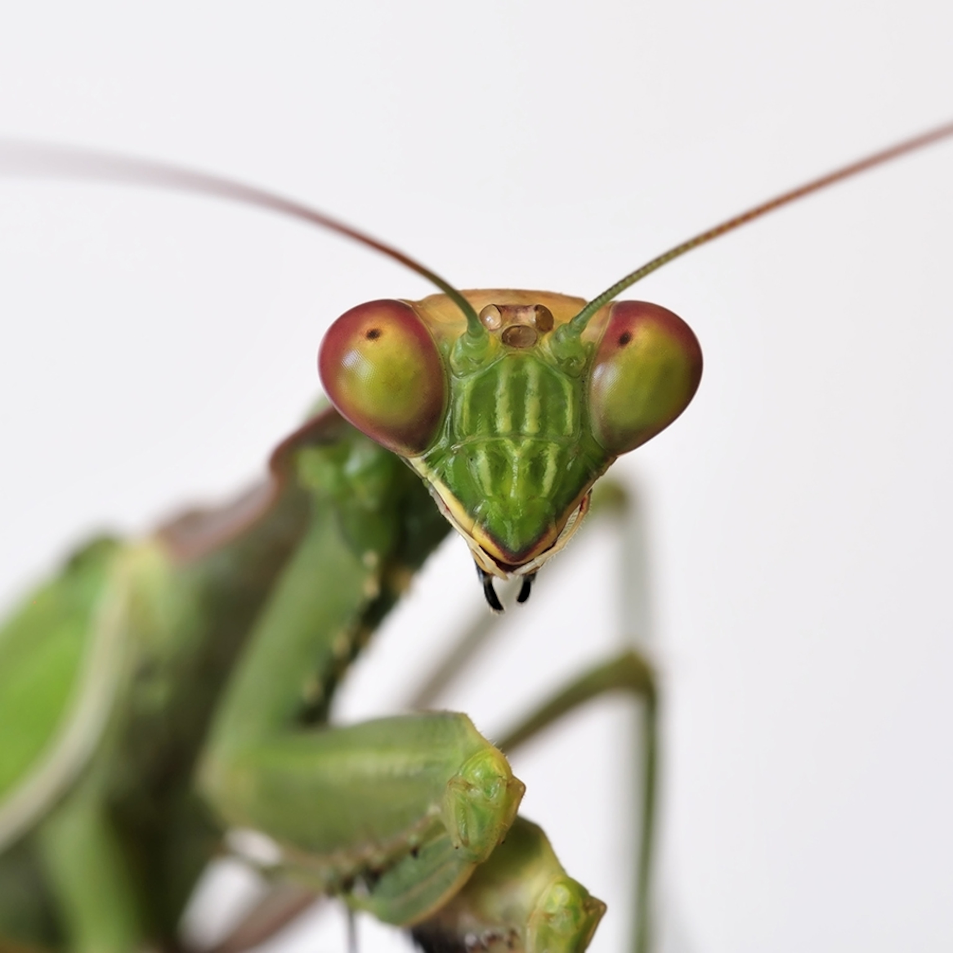 Mantis Diet Overview