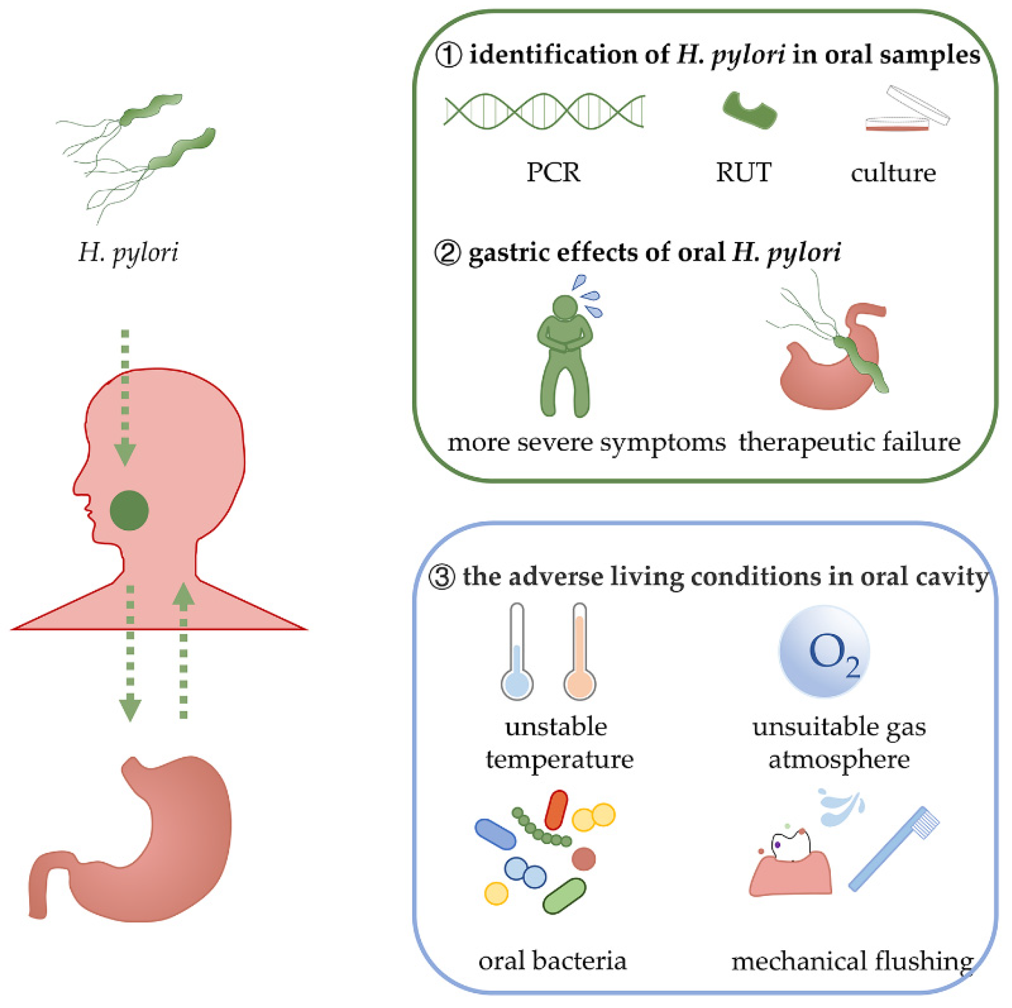 Healthy Meal Options for H. pylori Diet