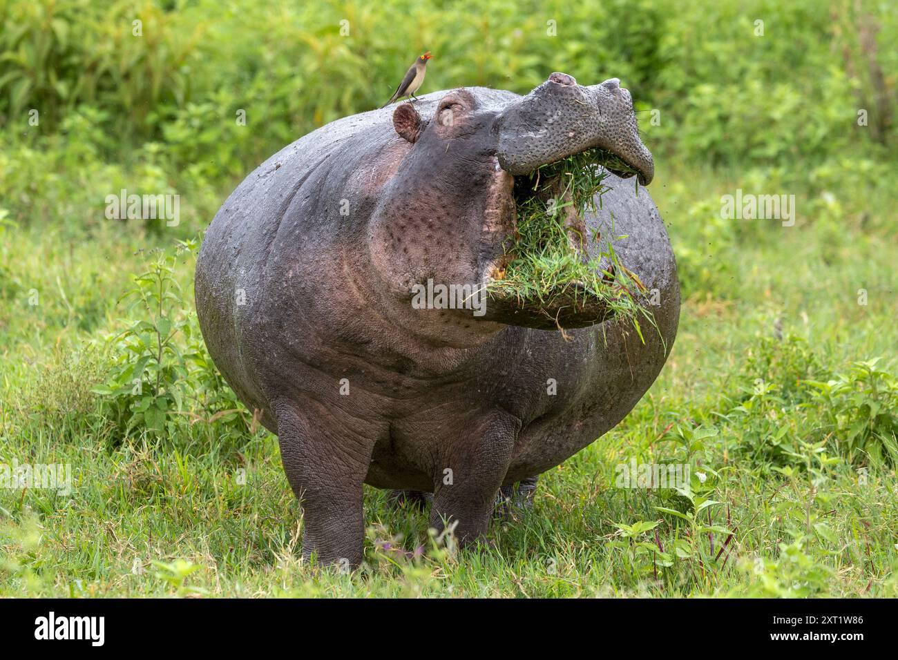 Essential Guide to the Hippo Diet: Optimize Wellness in 2025 and Beyond