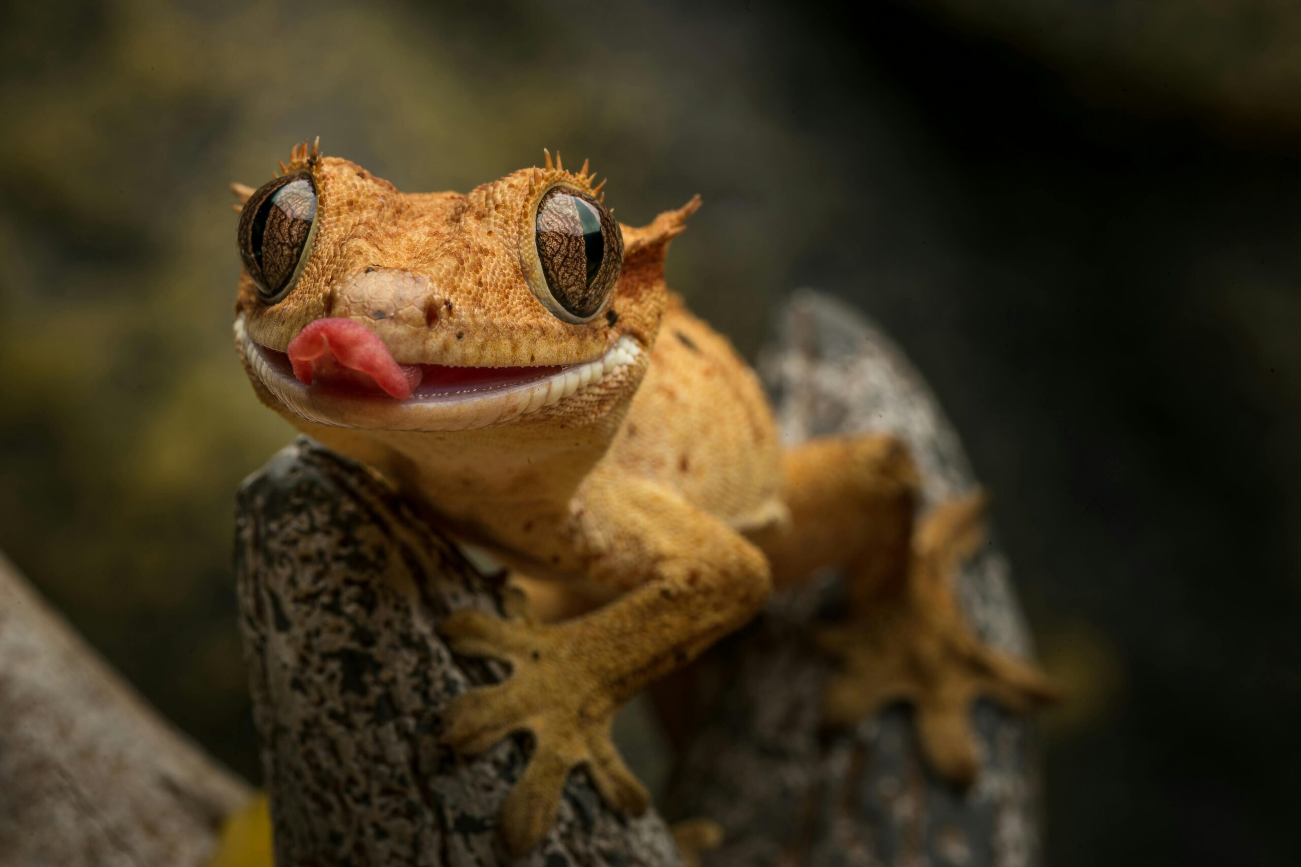 Effective Ways to Optimize Your Crested Gecko Diet for 2025