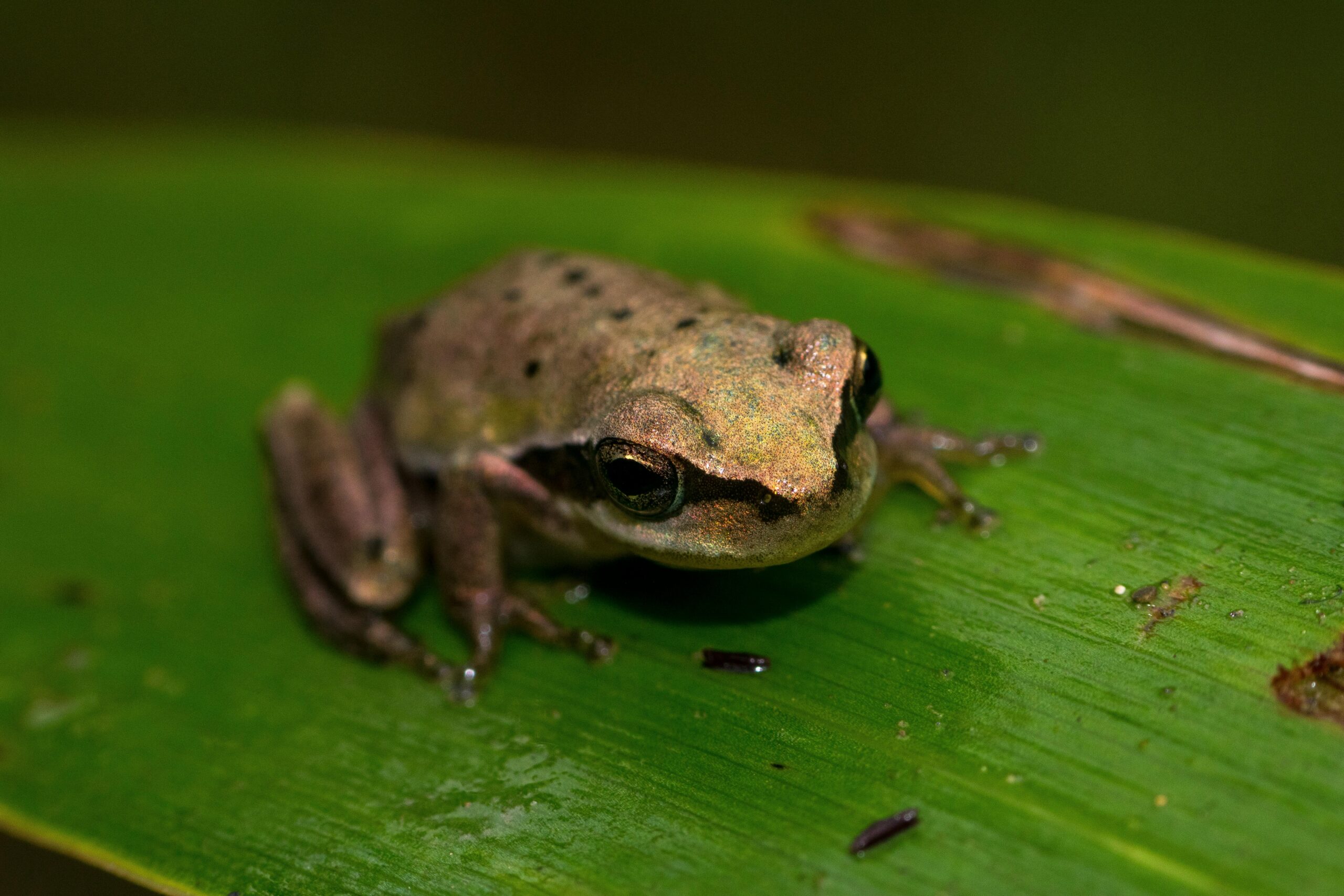 Essential Guide to Poison Dart Frog Diet: Discover Their Most Effective Feeding Habits in 2025