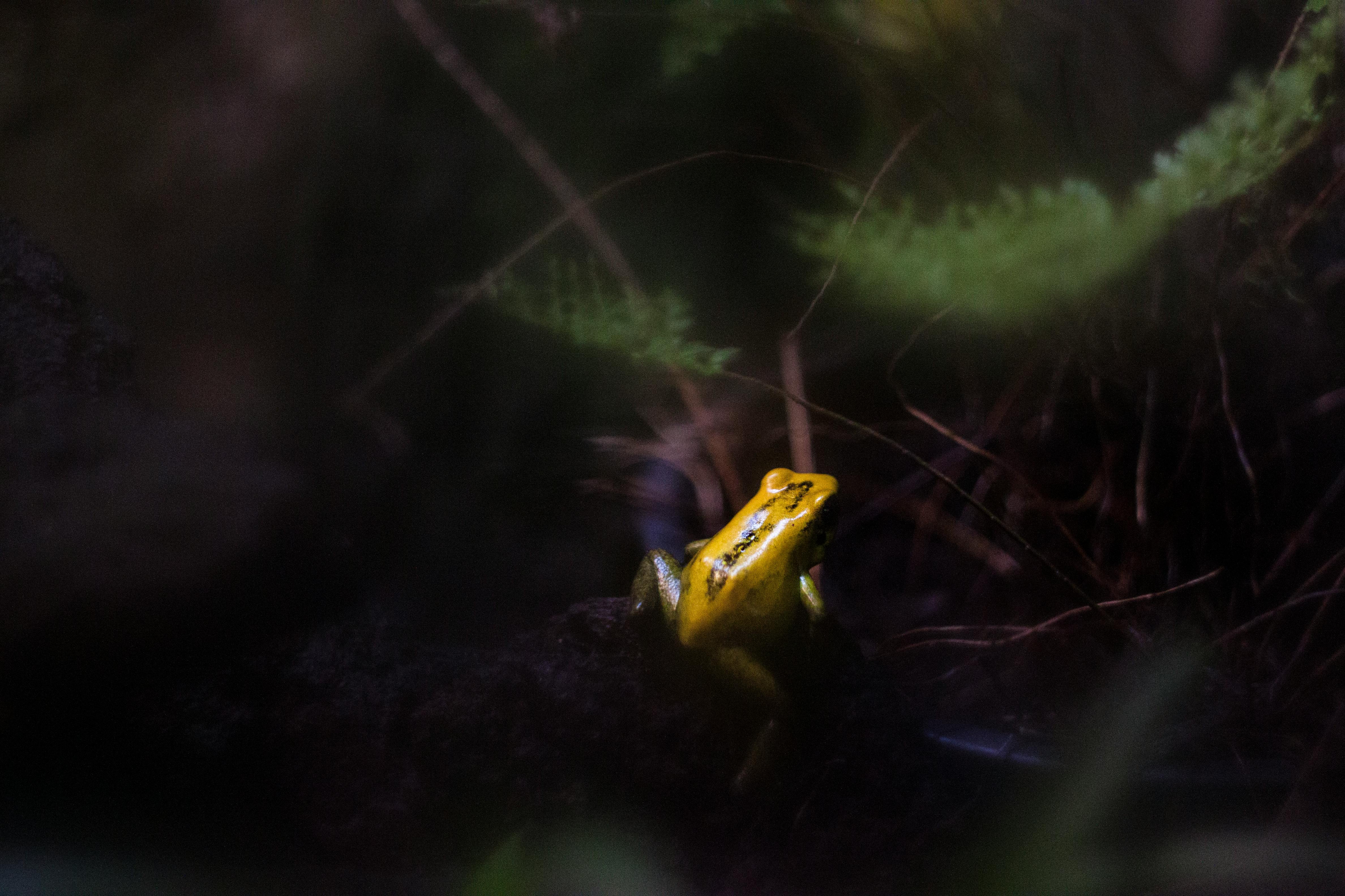 Poison Dart Frog Diet