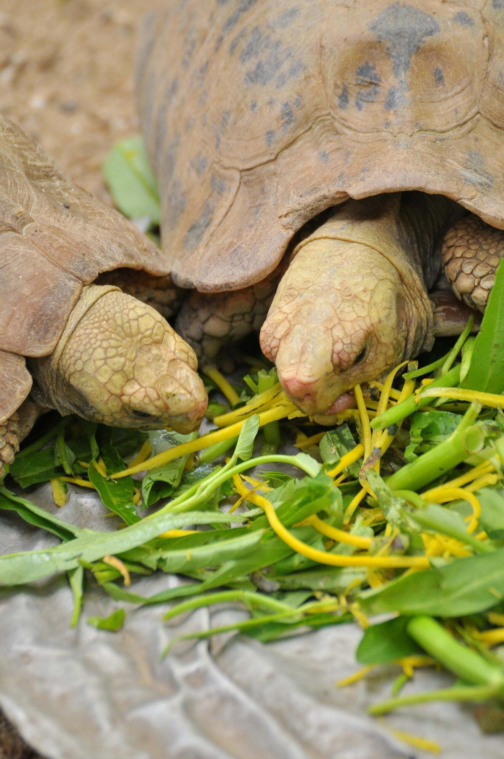 Effective Ways to Optimize Your Turtle Diet for Better Health in 2025