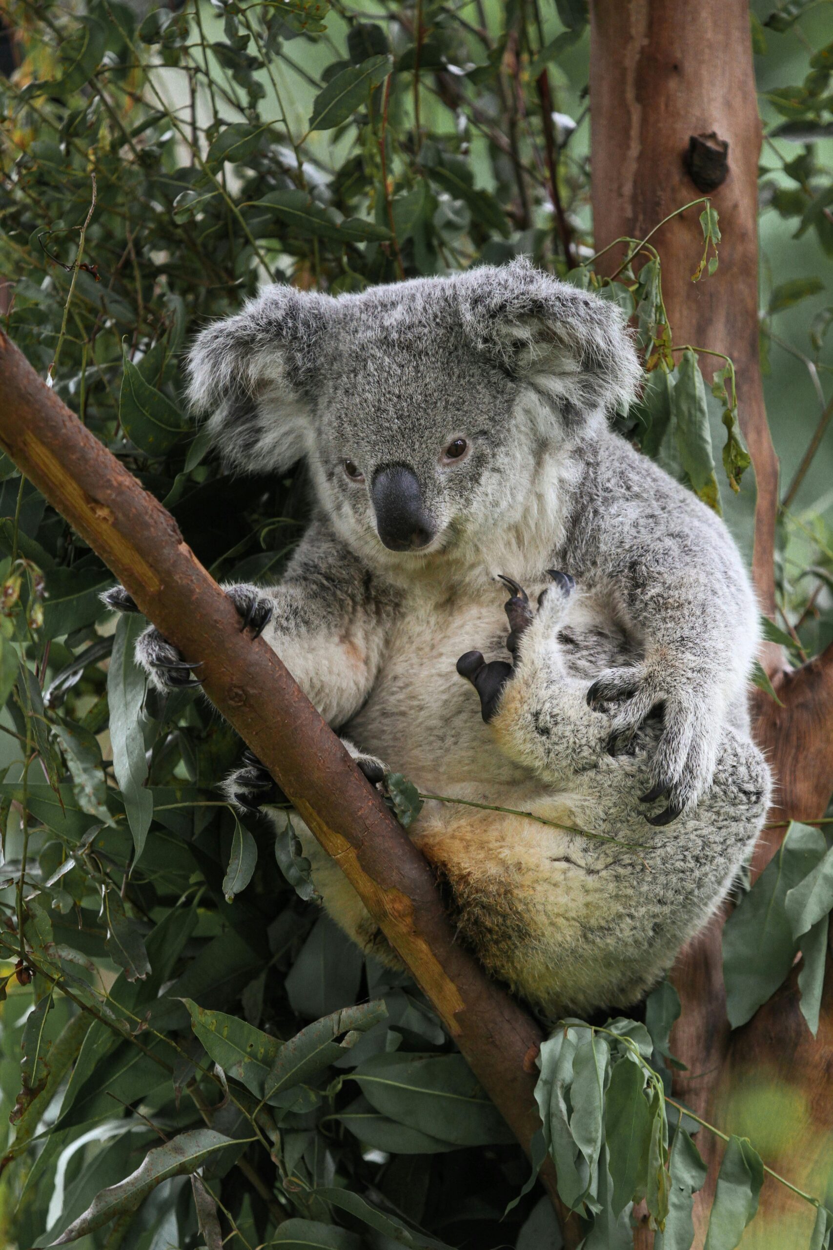 Best 5 Koala Diet Choices for a Healthy and Happy Lifestyle in 2025