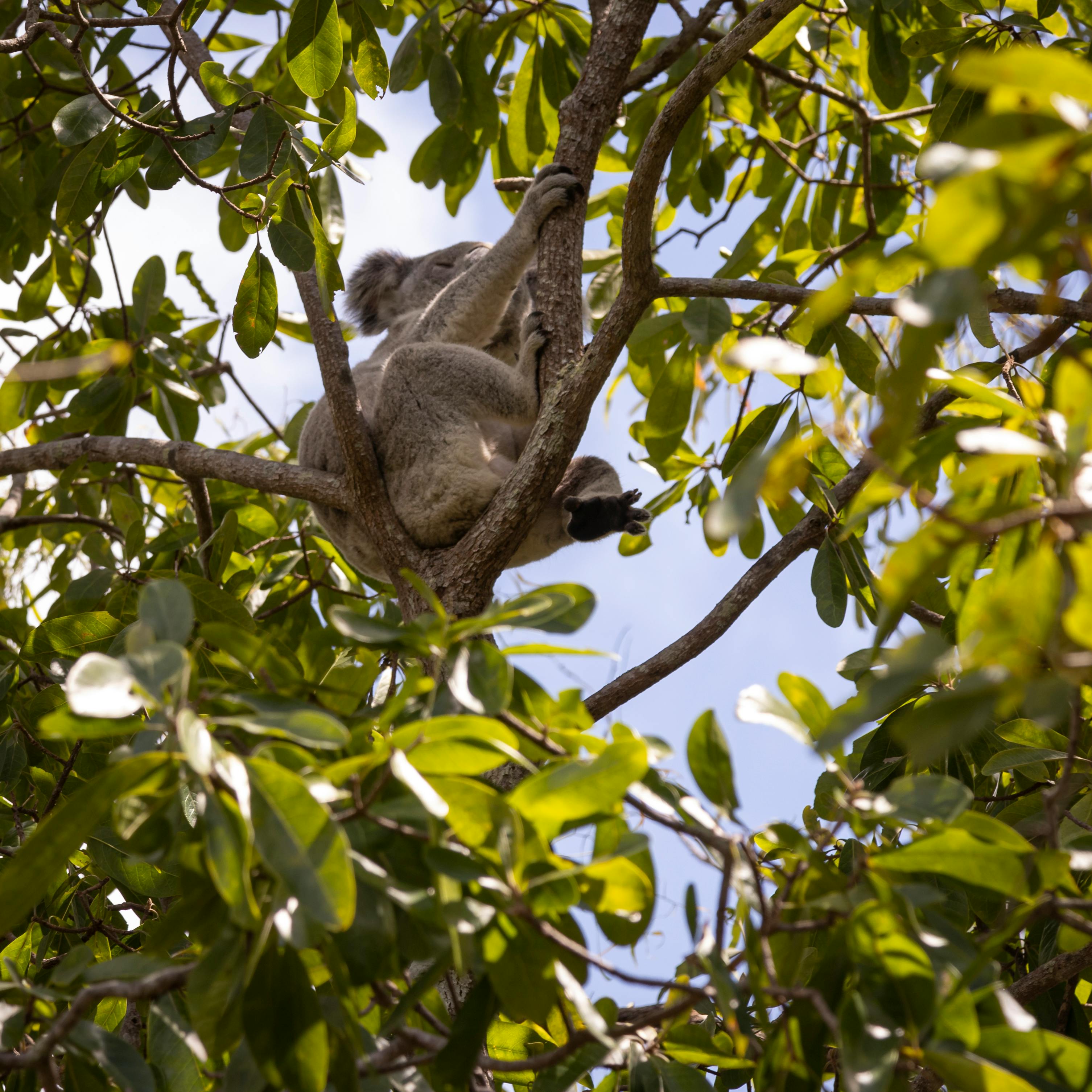 Eucalyptus Leaves and Koalas